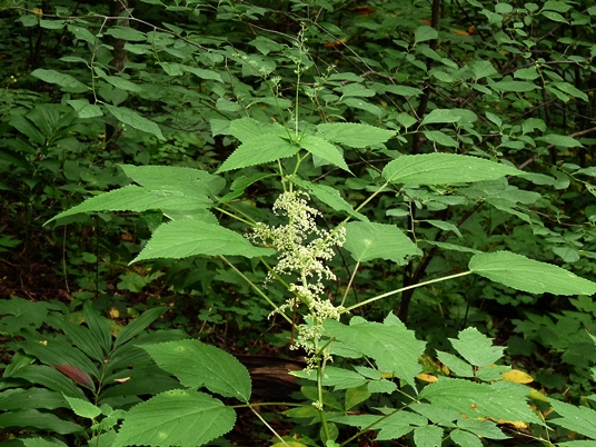 {Laportea canadensis}